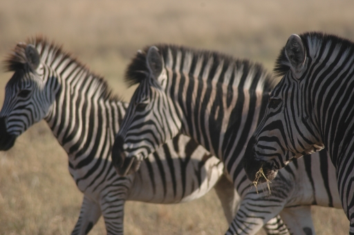 Tres Zebras 